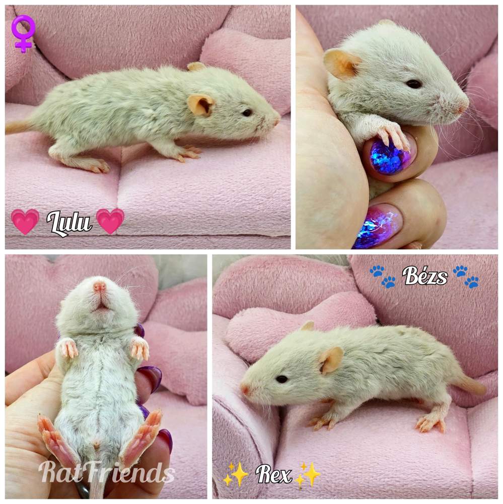 Fancy rat Owned by other Rattus norvegicus 