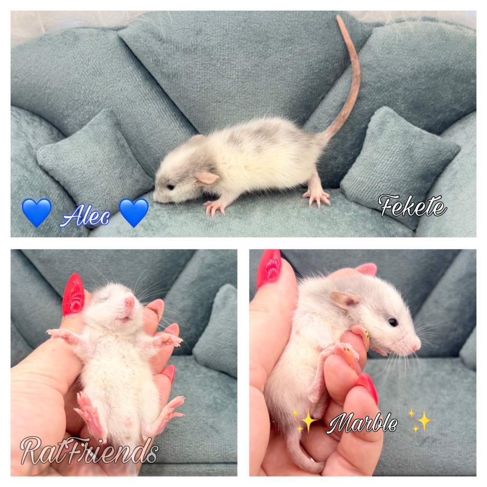 Fancy rat Available for rehoming Rattus norvegicus 