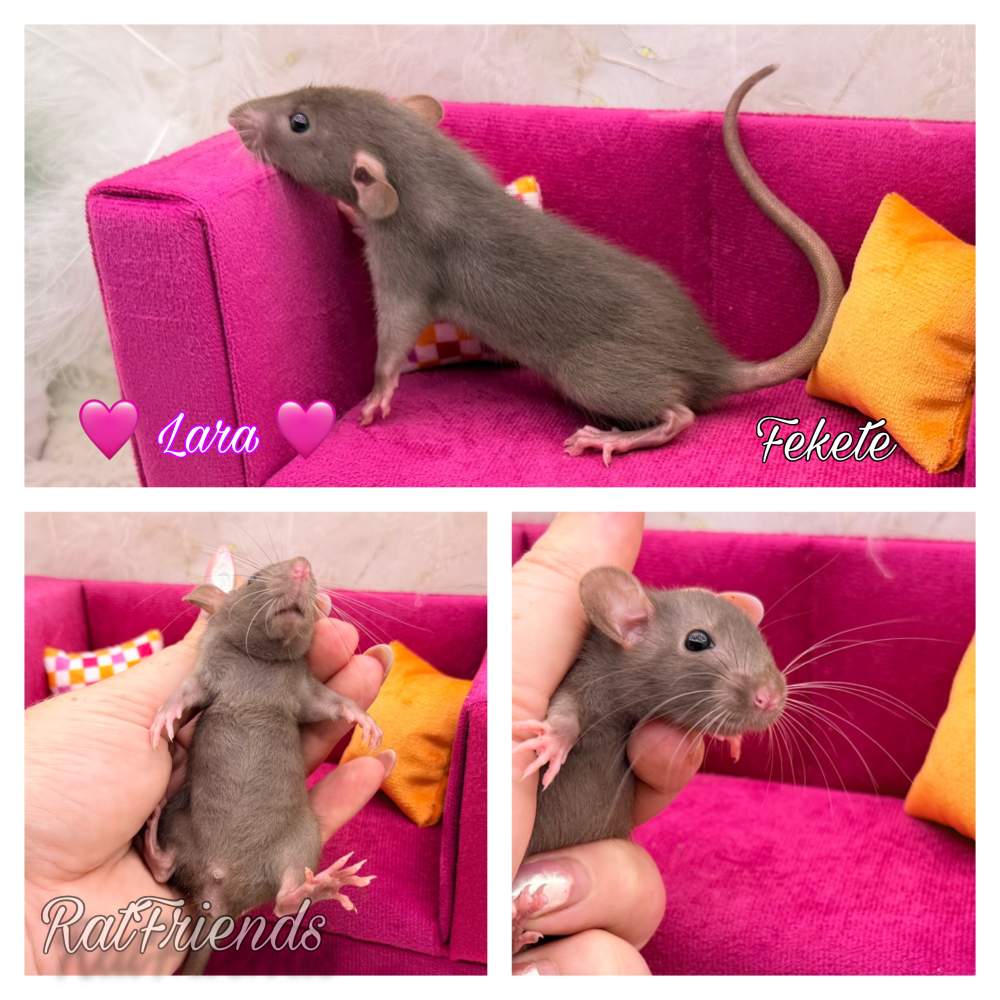 Fancy rat Breeder Rattus norvegicus 