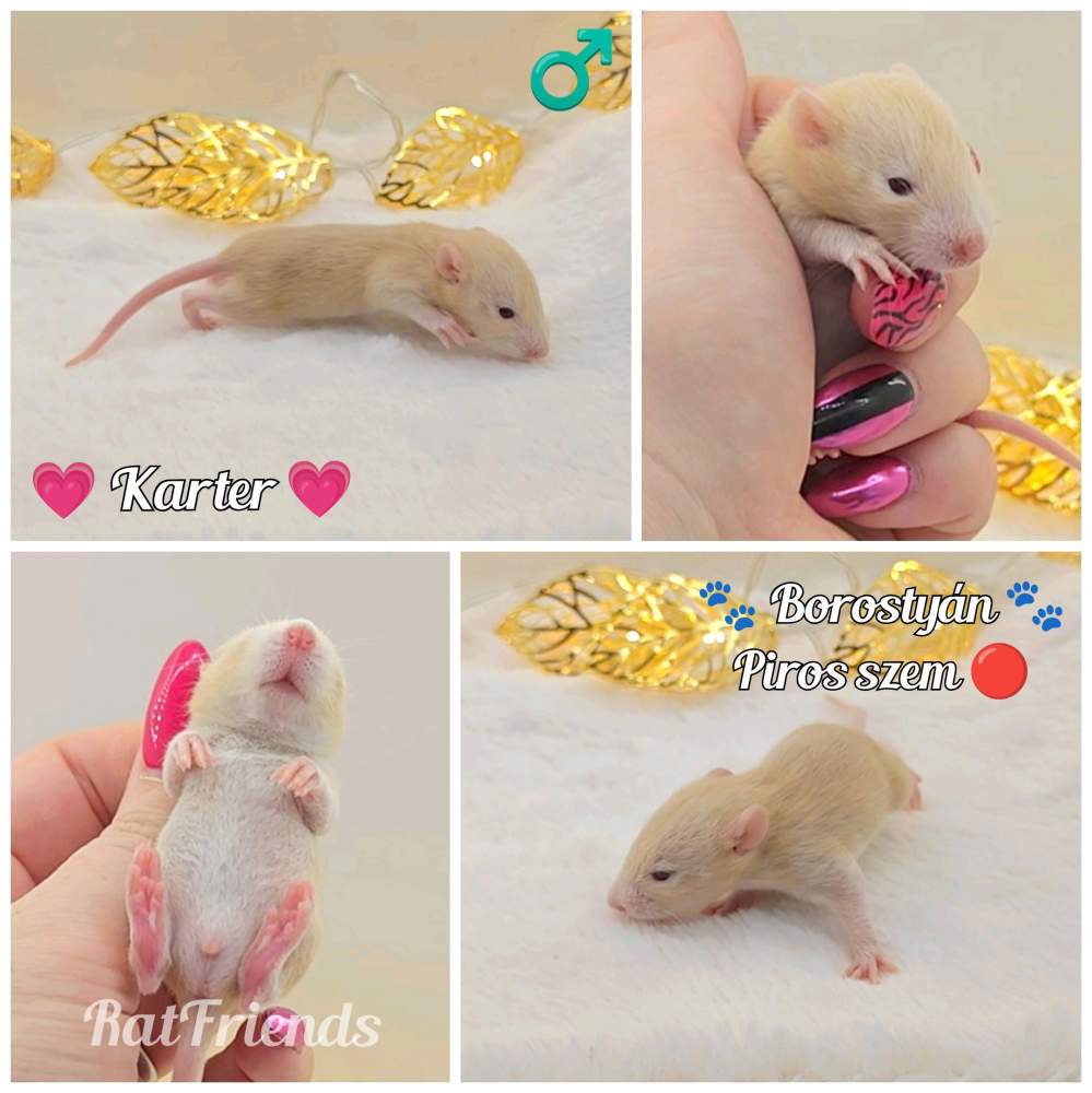 Fancy rat Owned by other Rattus norvegicus 