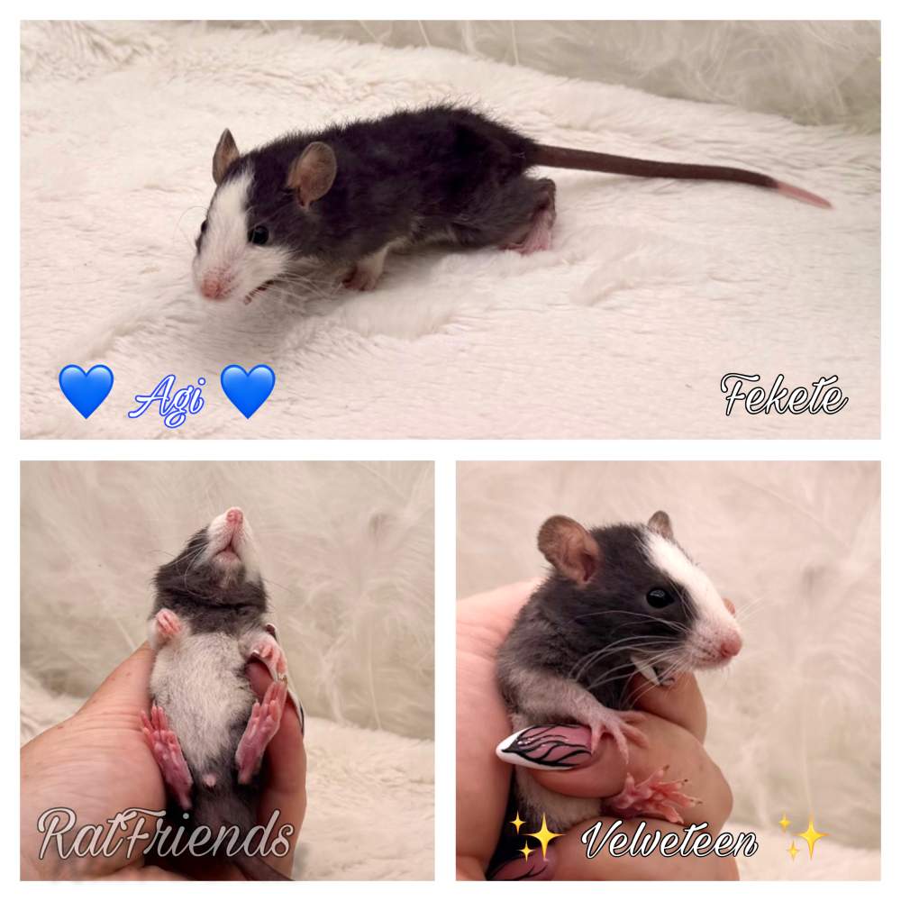 Fancy rat Available for rehoming Rattus norvegicus 