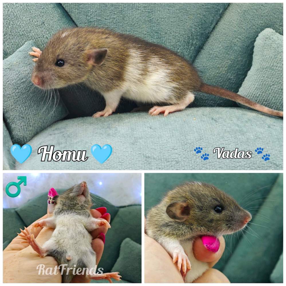 Fancy rat Available for rehoming Rattus norvegicus 