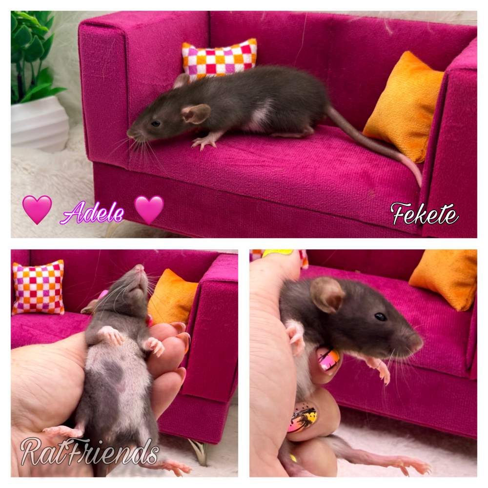 Fancy rat Available for rehoming Rattus norvegicus 