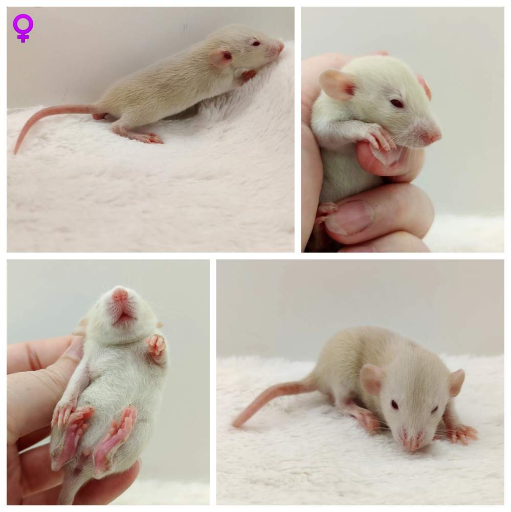 Fancy rat Owned by other Rattus norvegicus 