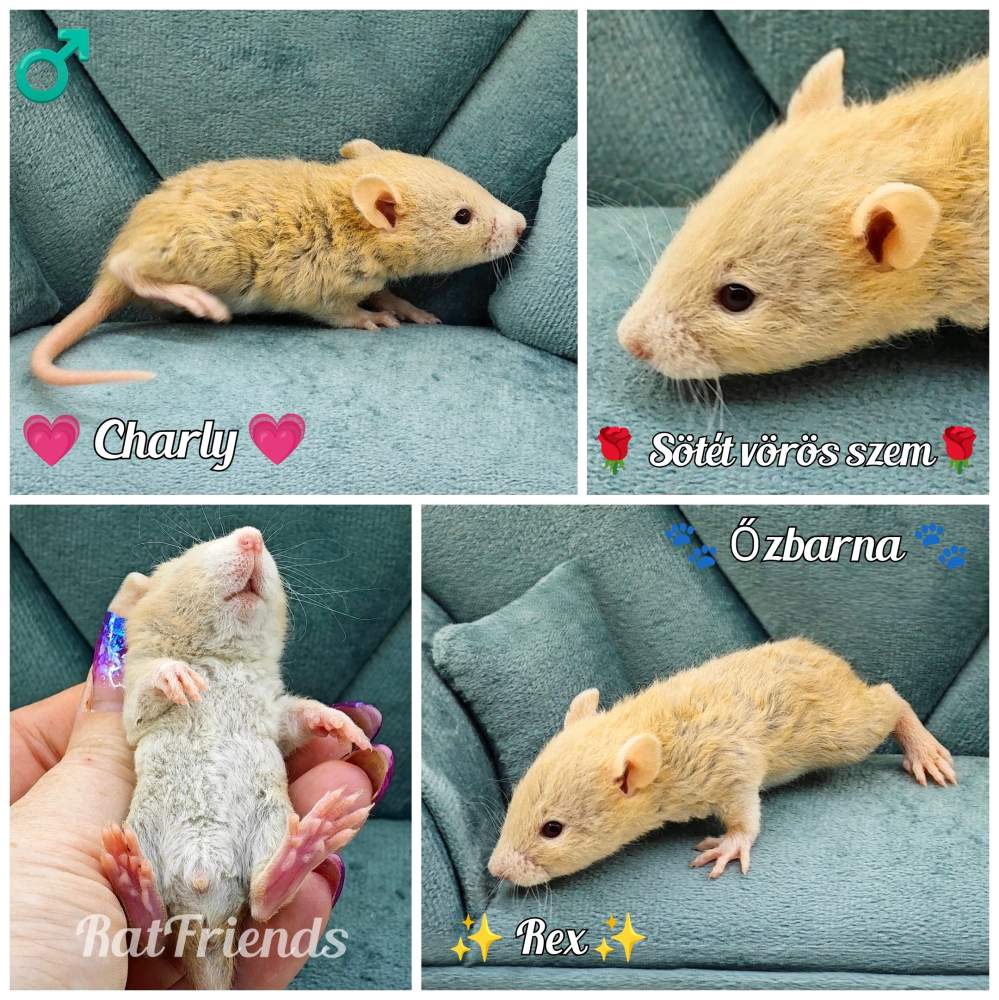 Fancy rat Owned by other Rattus norvegicus 