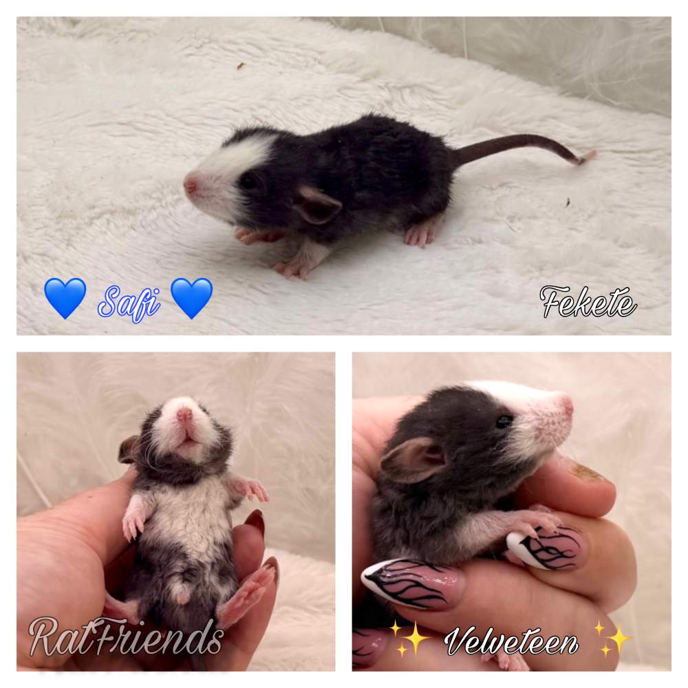 Fancy rat Available for rehoming Rattus norvegicus 