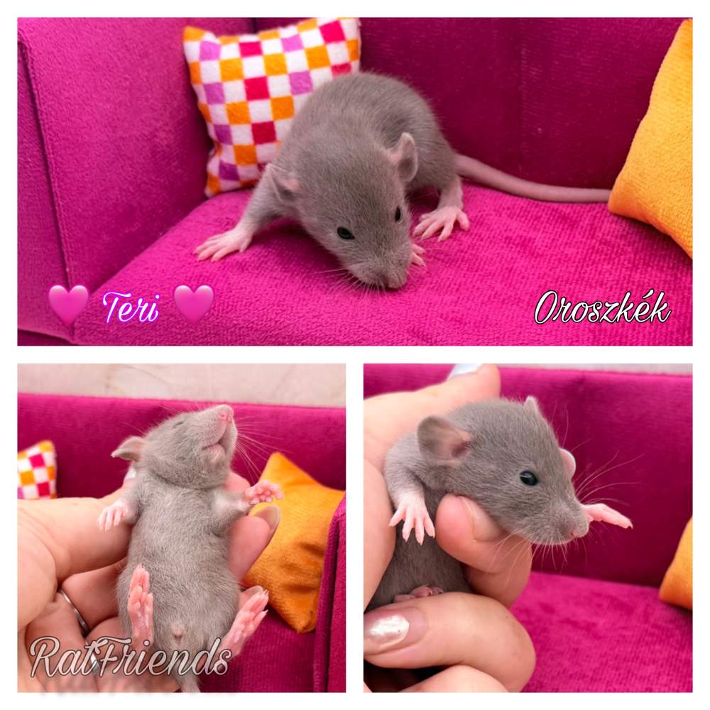 Fancy rat Available for rehoming Rattus norvegicus 