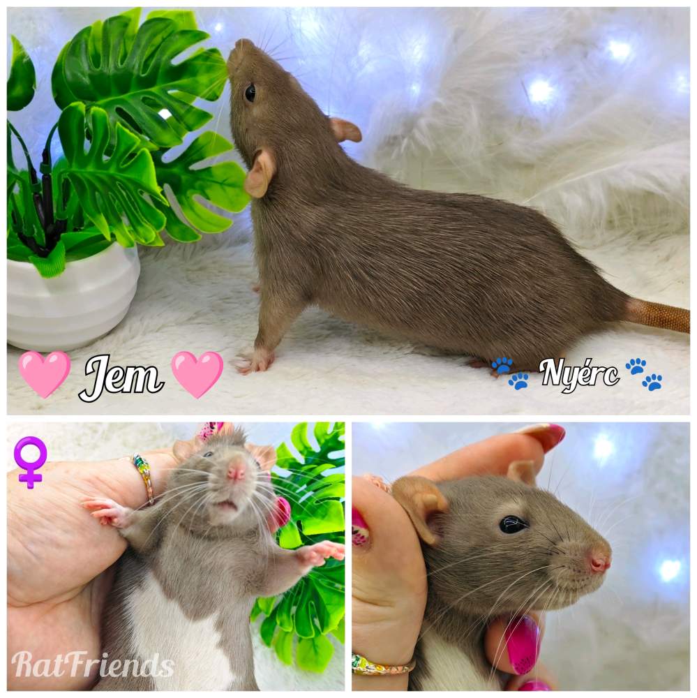 Fancy rat Breeder Rattus norvegicus 