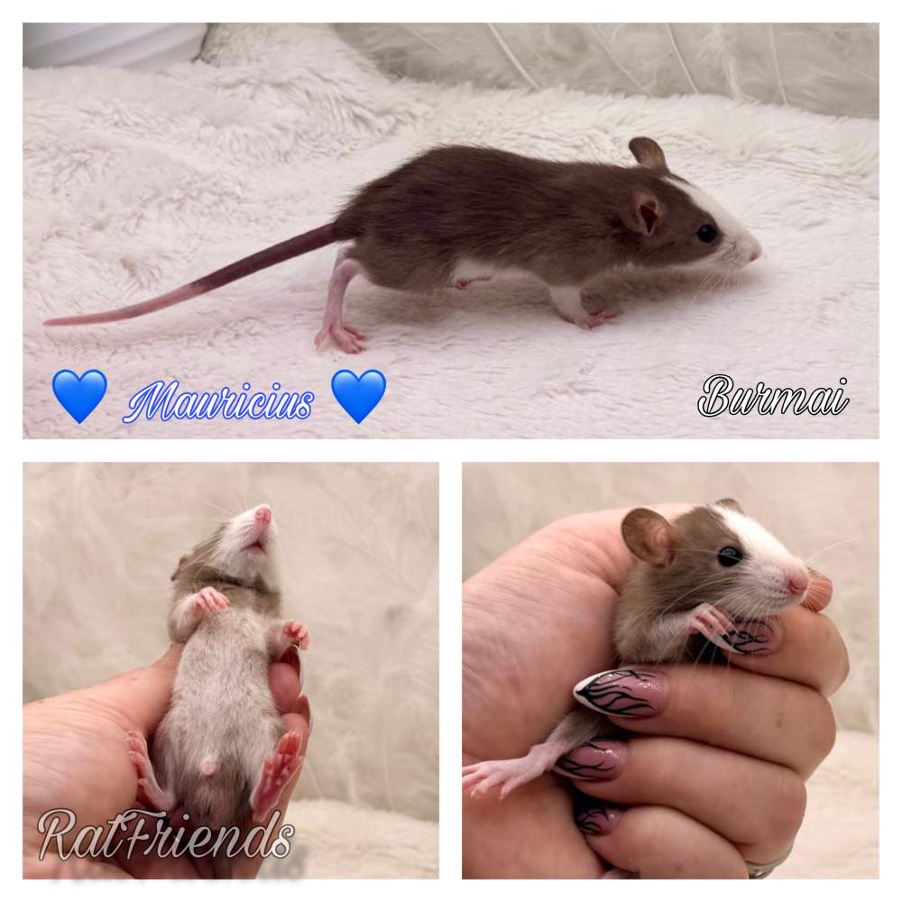Fancy rat Available for rehoming Rattus norvegicus 