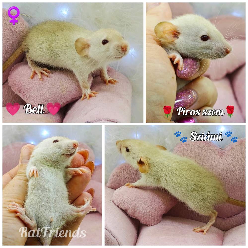 Fancy rat Available for rehoming Rattus norvegicus 