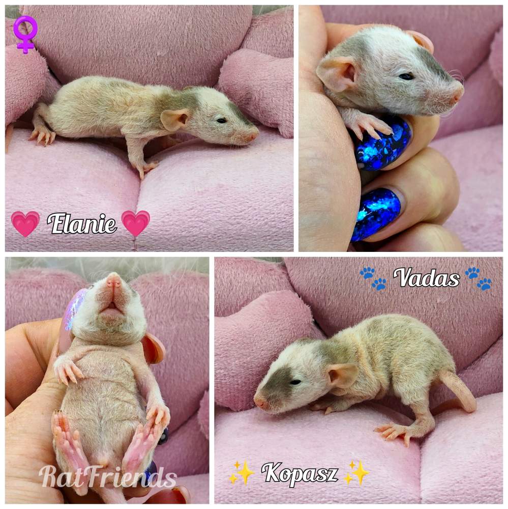 Fancy rat Available for rehoming Rattus norvegicus 