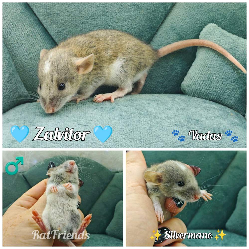 Fancy rat Available for rehoming Rattus norvegicus 