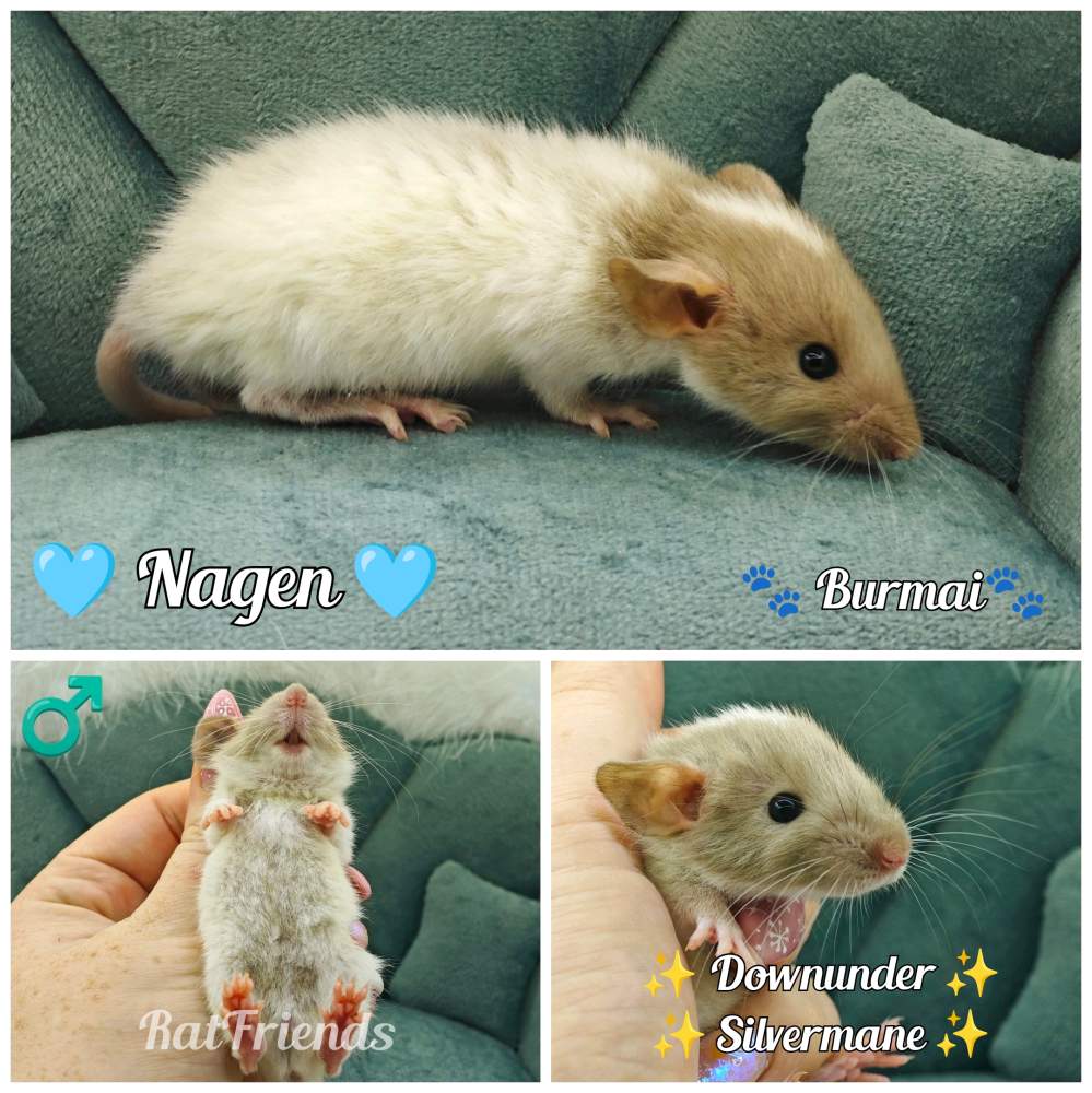 Fancy rat Owned by other Rattus norvegicus 