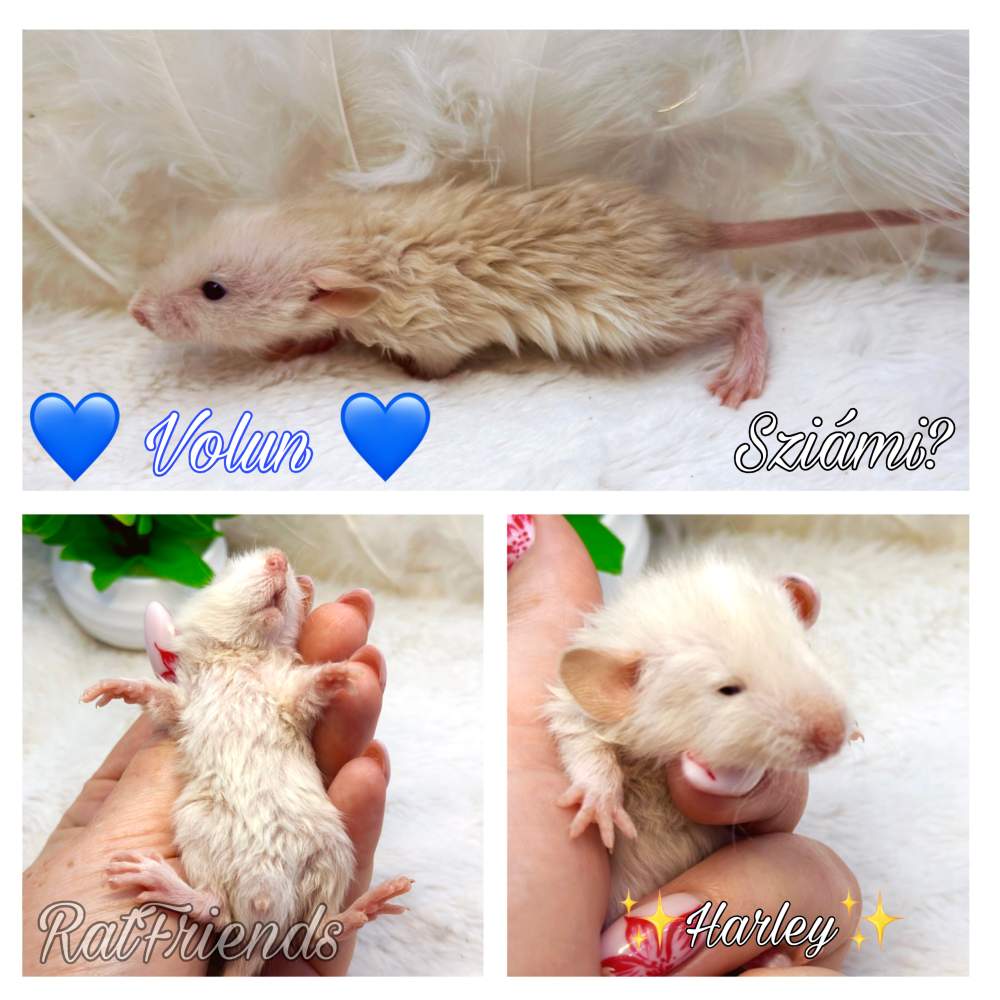 Fancy rat Rehomed Rattus norvegicus 