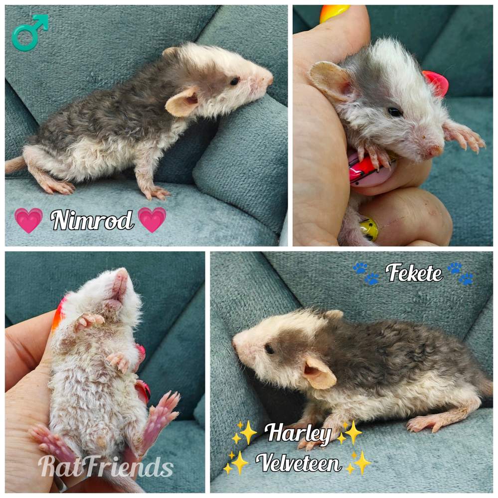 Fancy rat Pet only Rattus norvegicus 