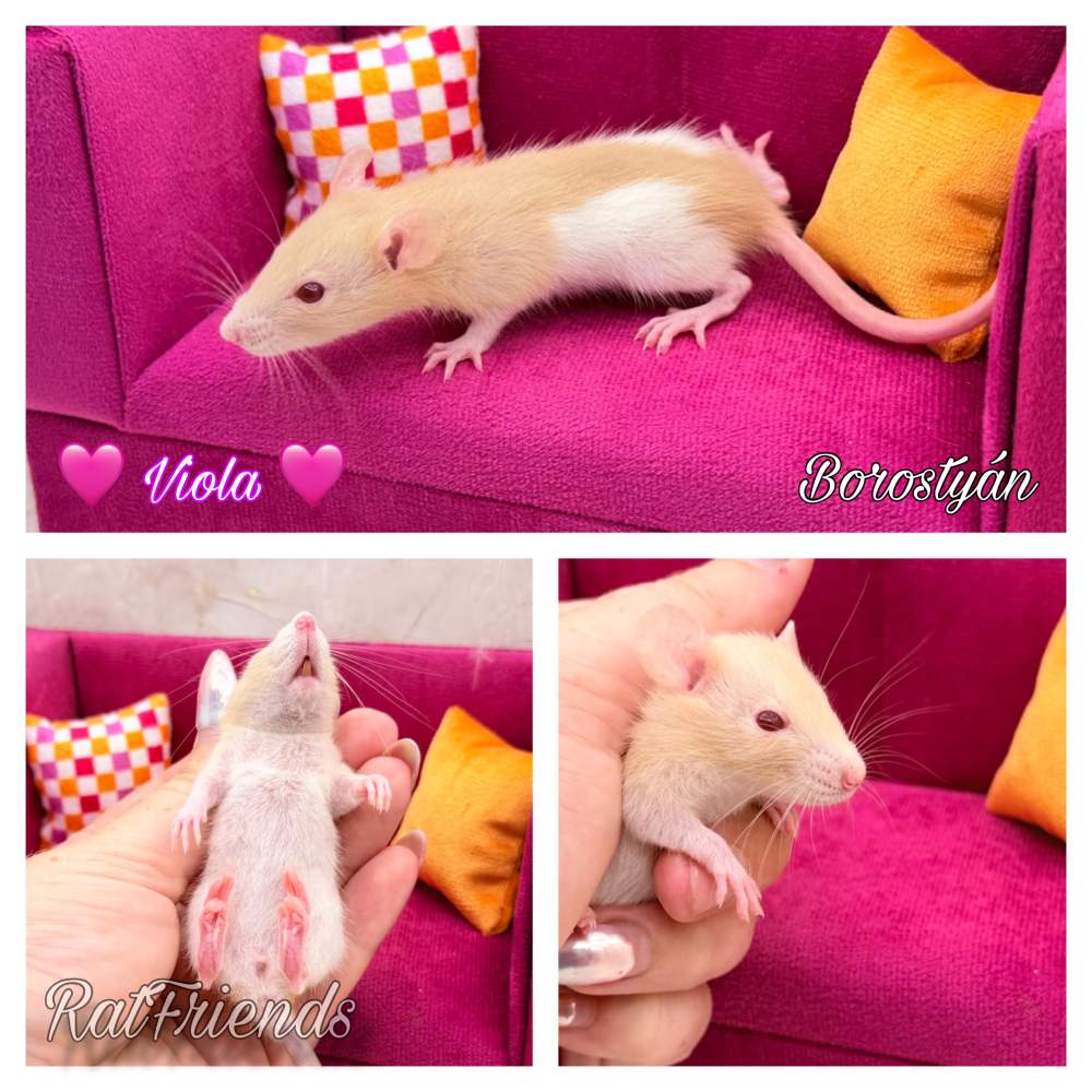 Fancy rat Breeder Rattus norvegicus 