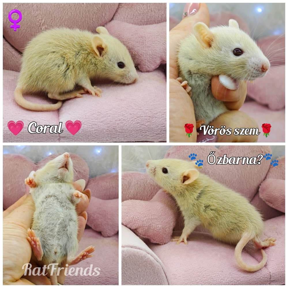 Fancy rat Breeder Rattus norvegicus 