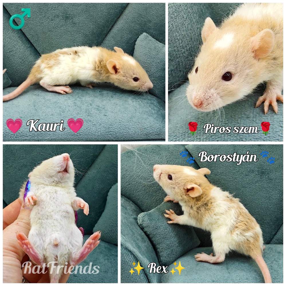 Fancy rat Breeder Rattus norvegicus 