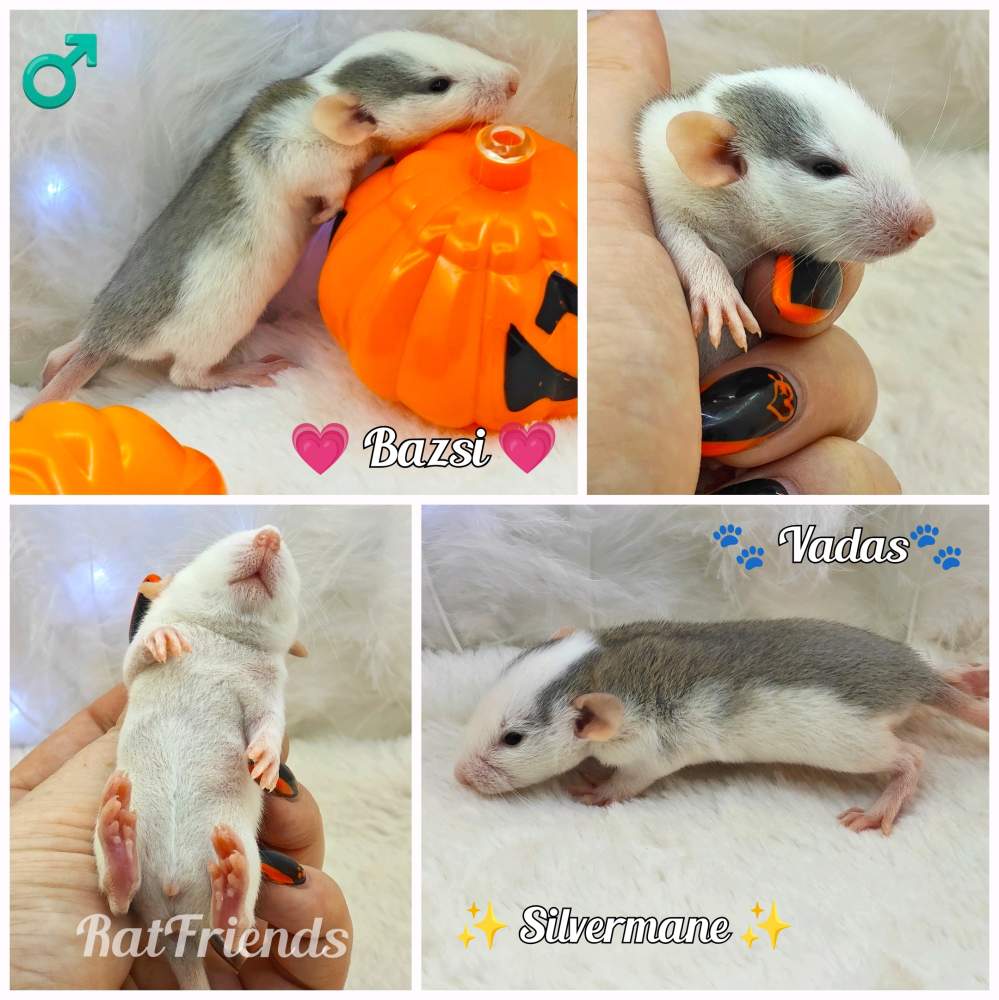 Fancy rat Owned by other Rattus norvegicus 