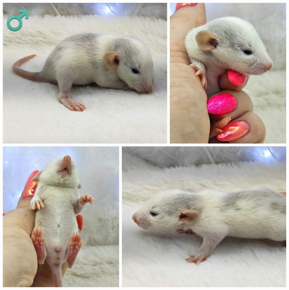 Fancy rat Owned by other Rattus norvegicus 