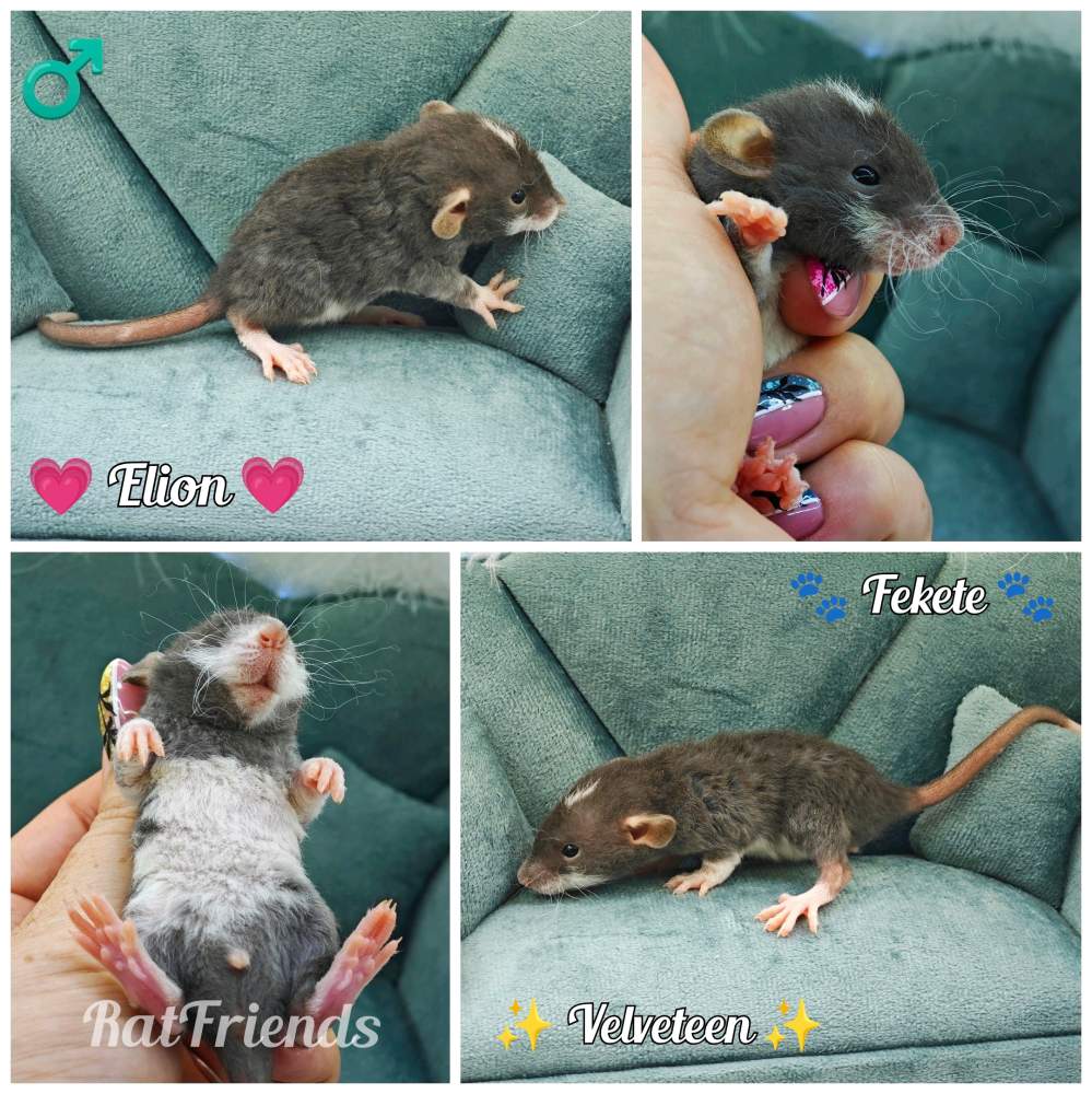 Fancy rat Available for rehoming Rattus norvegicus 