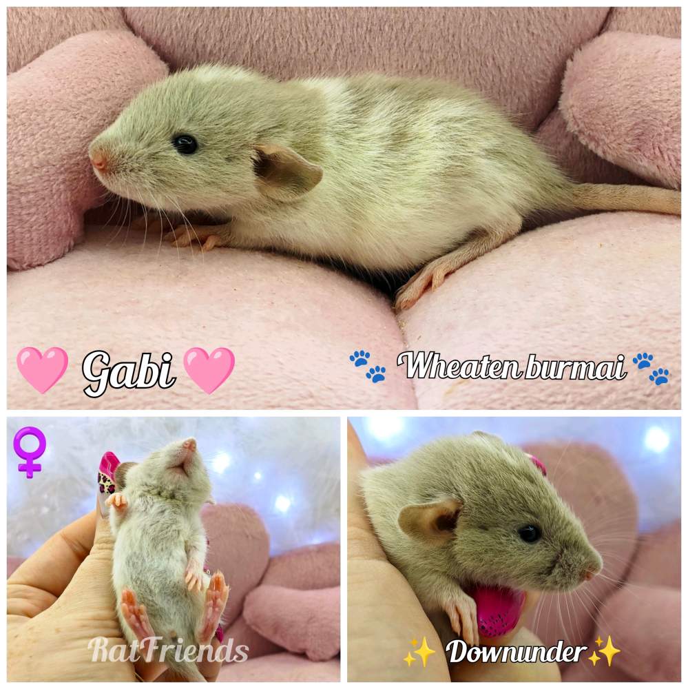Fancy rat Available for rehoming Rattus norvegicus 