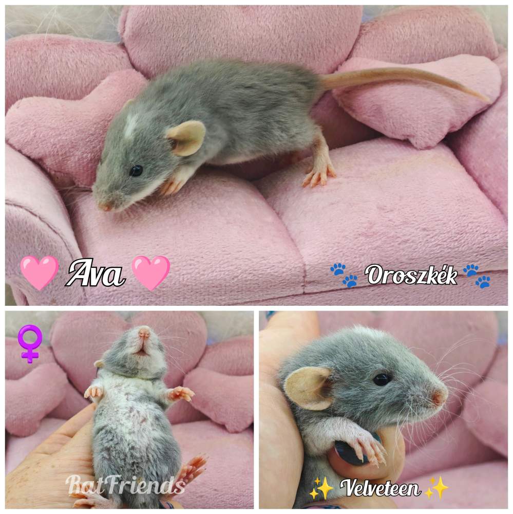 Fancy rat Available for rehoming Rattus norvegicus 