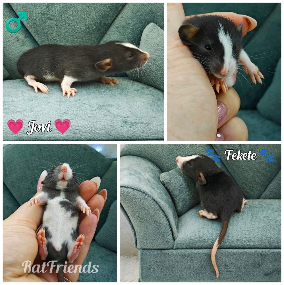 Fancy rat Available for rehoming Rattus norvegicus 