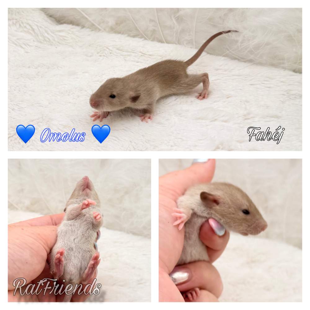 Fancy rat Available for rehoming Rattus norvegicus 
