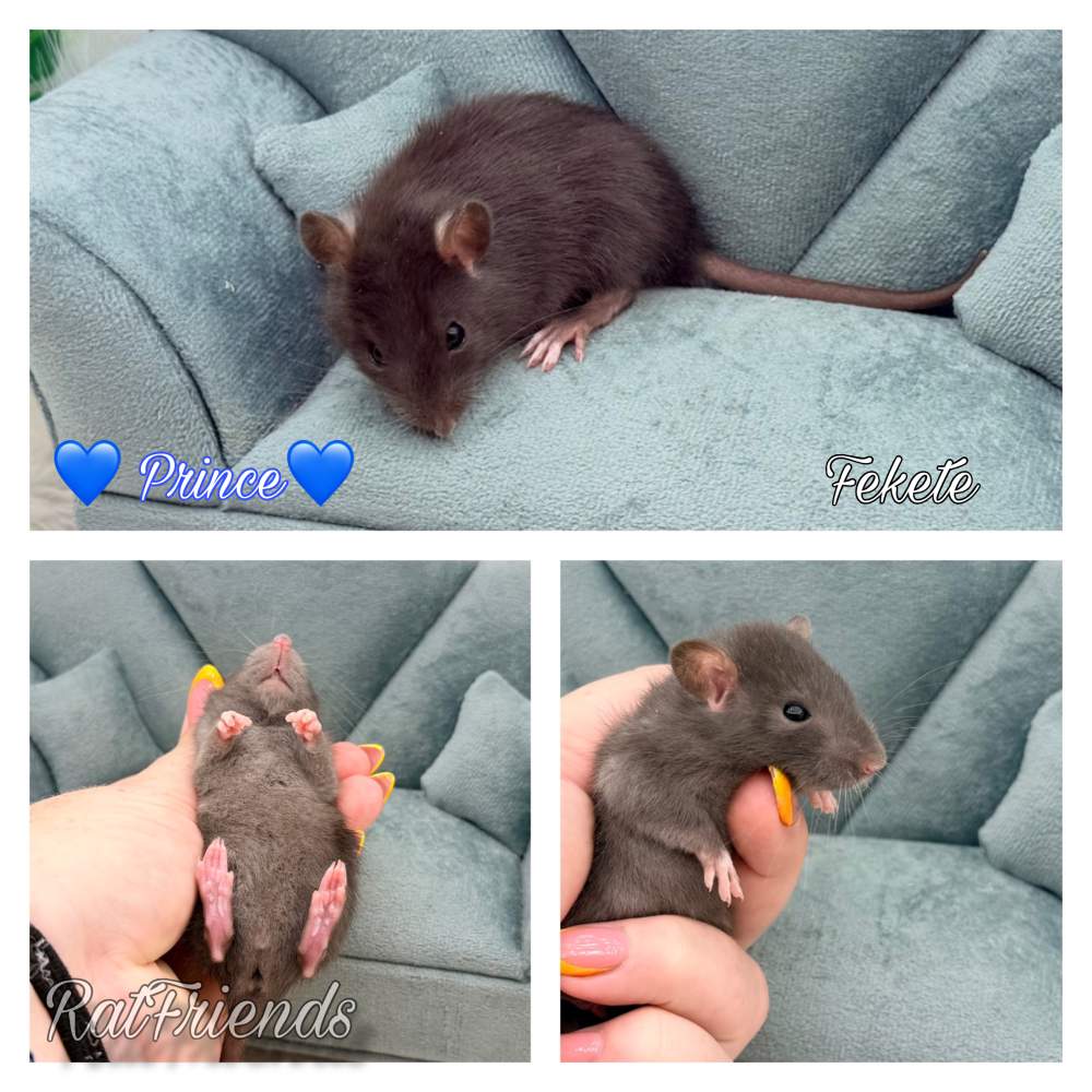Fancy rat Breeder Rattus norvegicus 