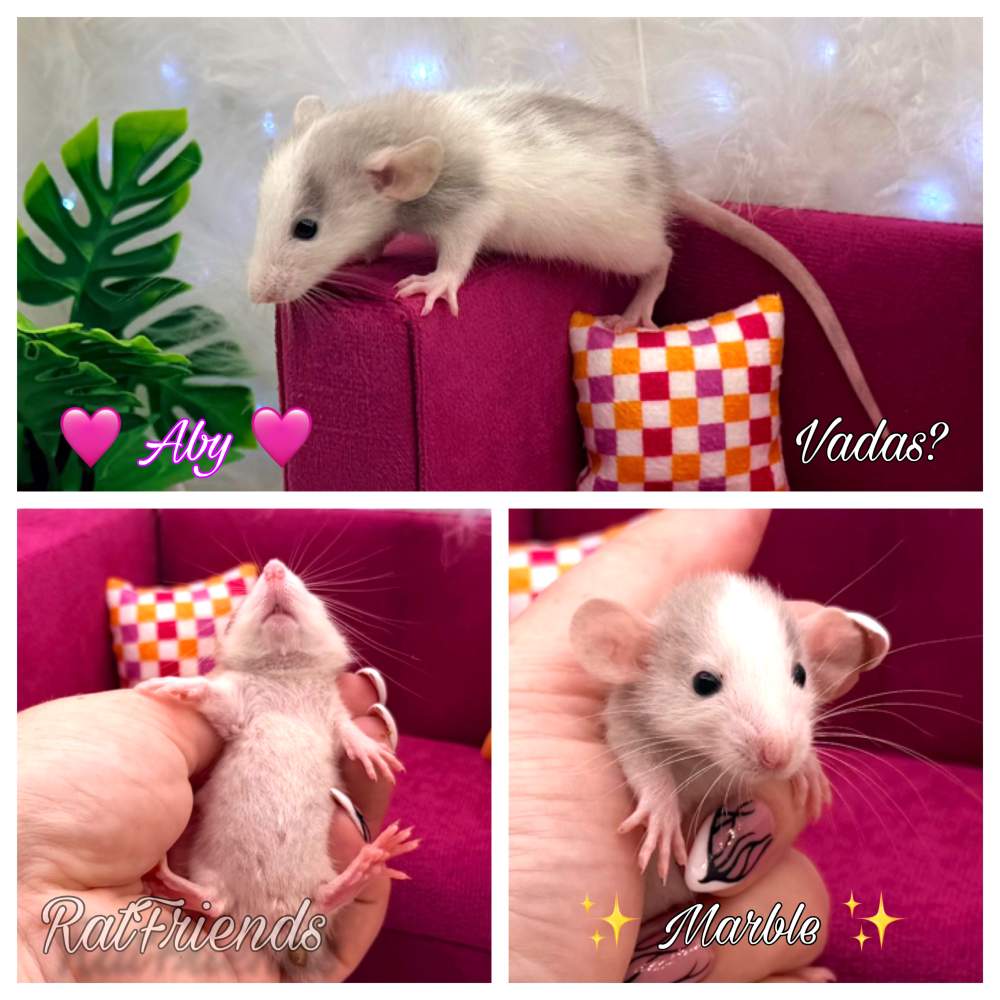 Fancy rat Breeder Rattus norvegicus 