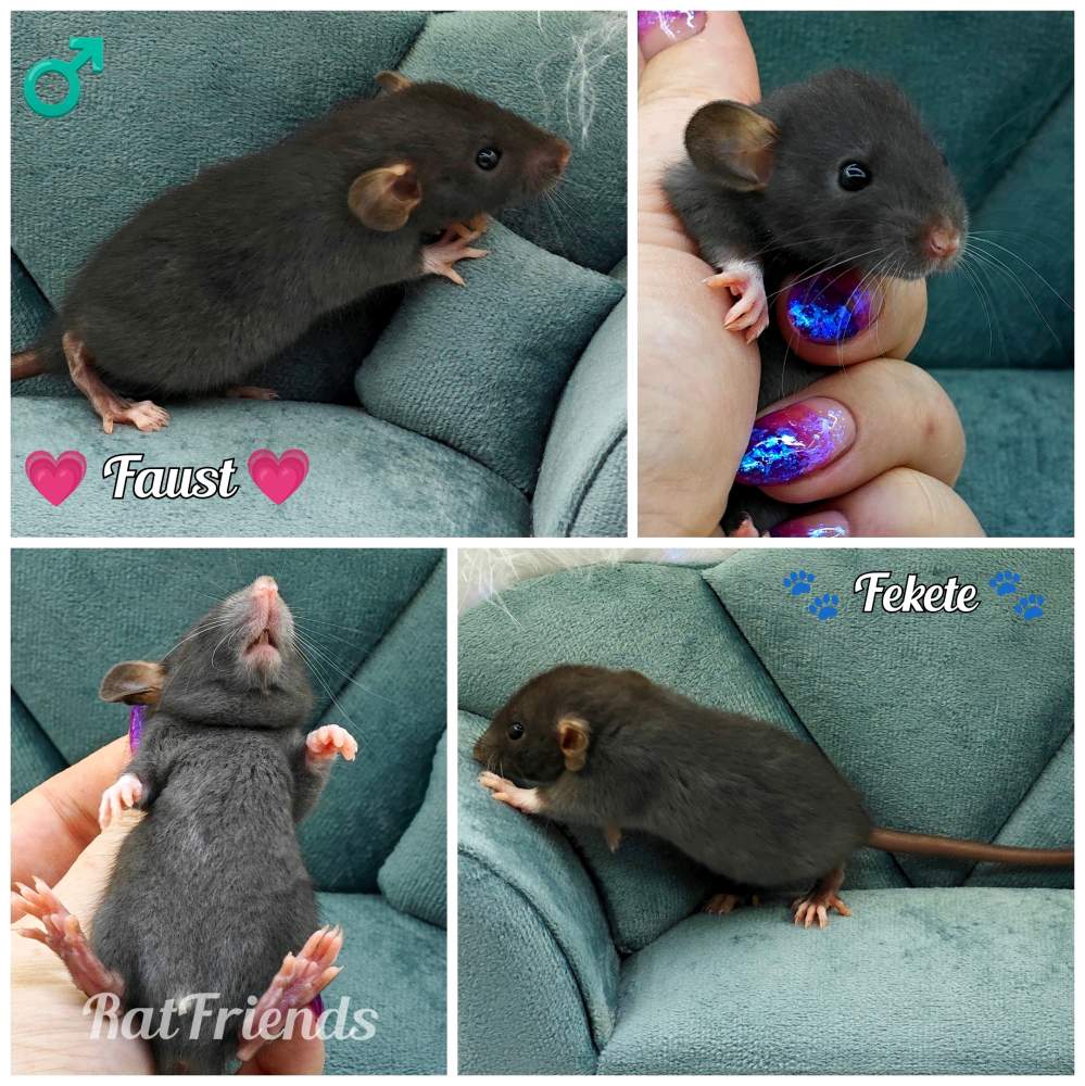 Fancy rat Owned by other Rattus norvegicus 