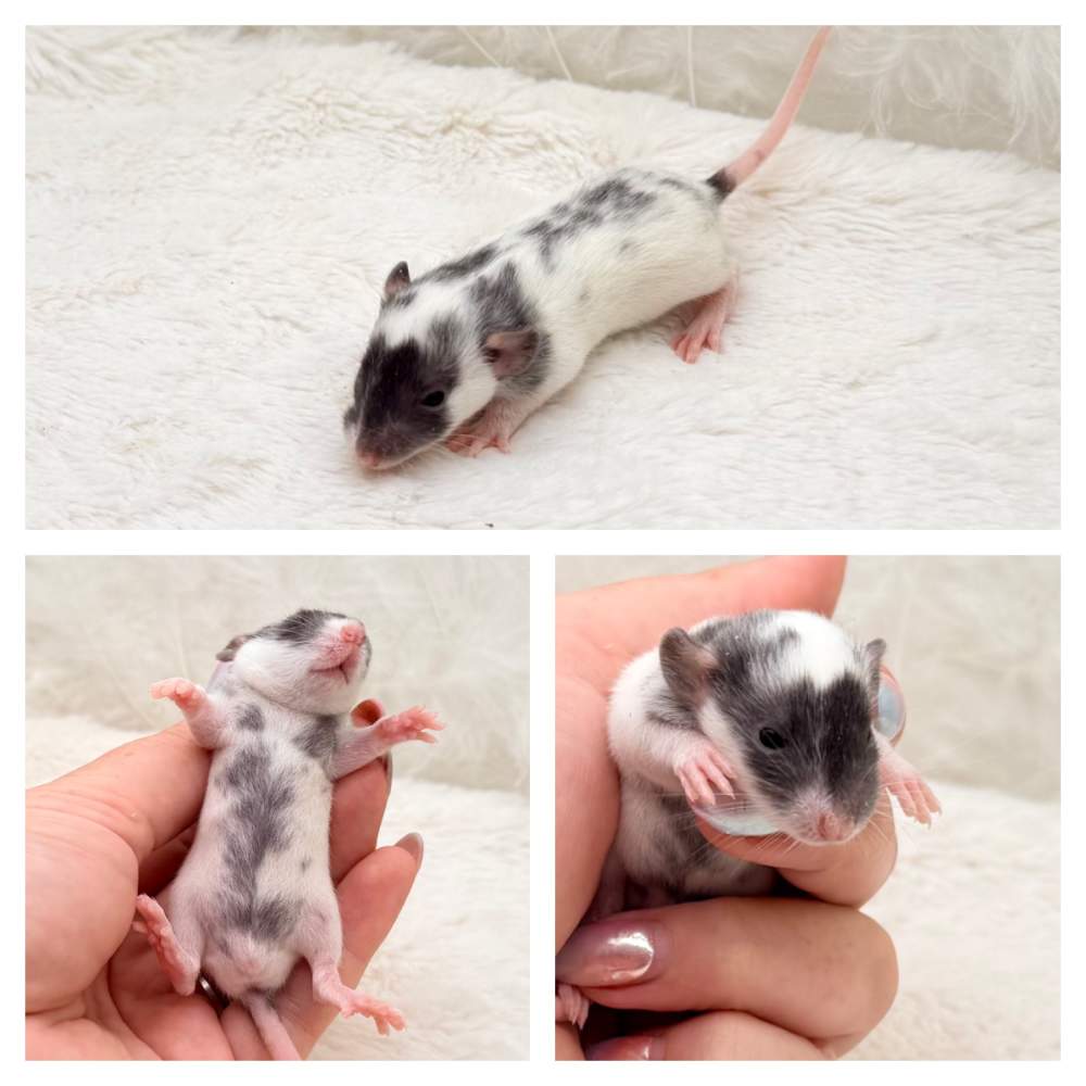 Fancy rat Breeder Rattus norvegicus 