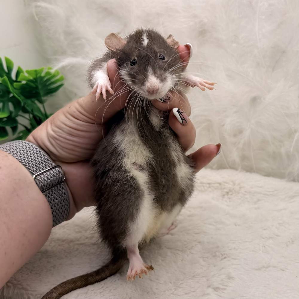 Fancy rat Breeder Rattus norvegicus 
