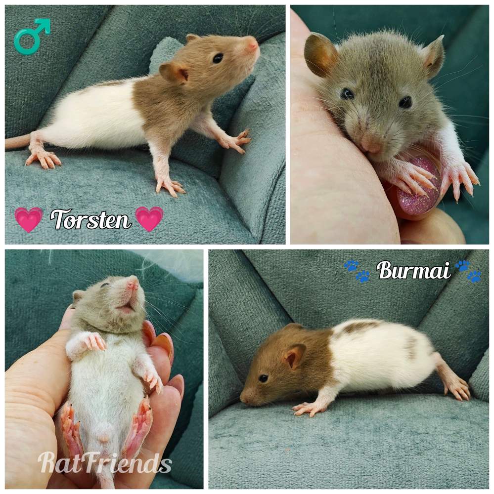 Fancy rat Available for rehoming Rattus norvegicus 