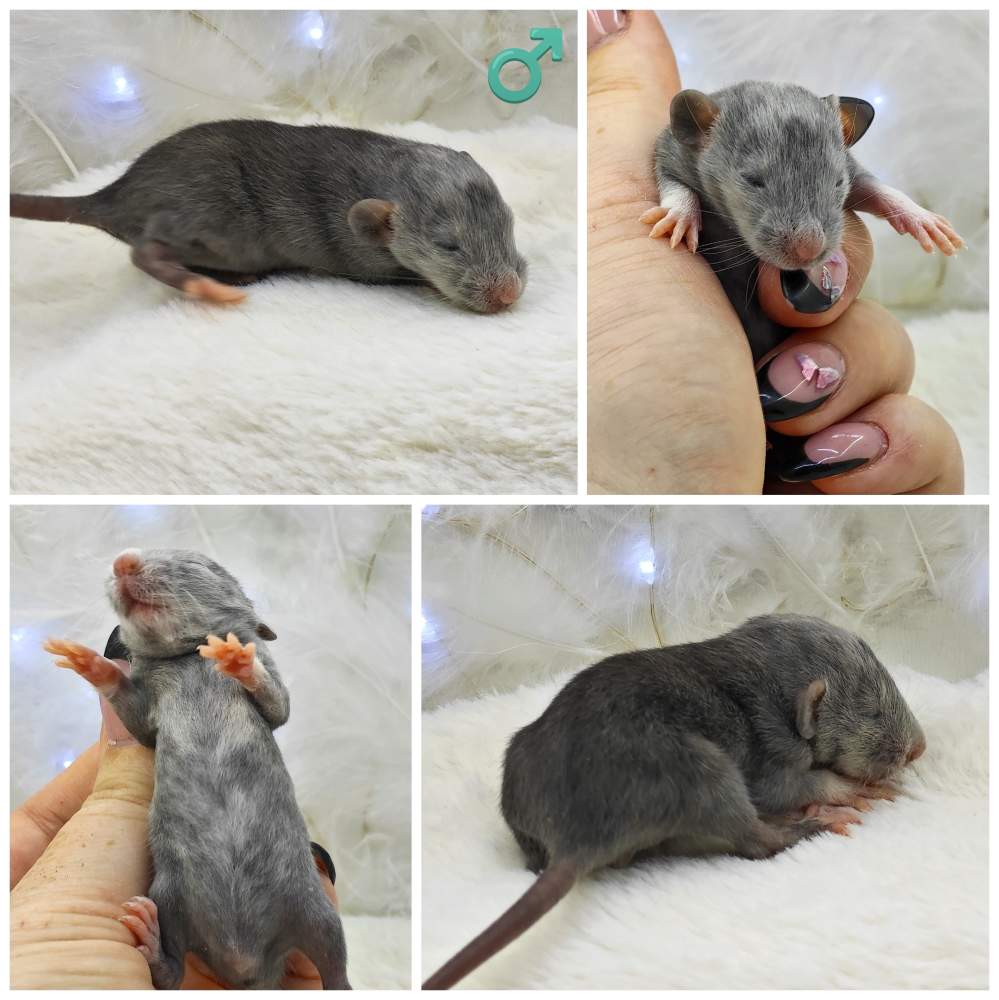 Fancy rat Breeder Rattus norvegicus 