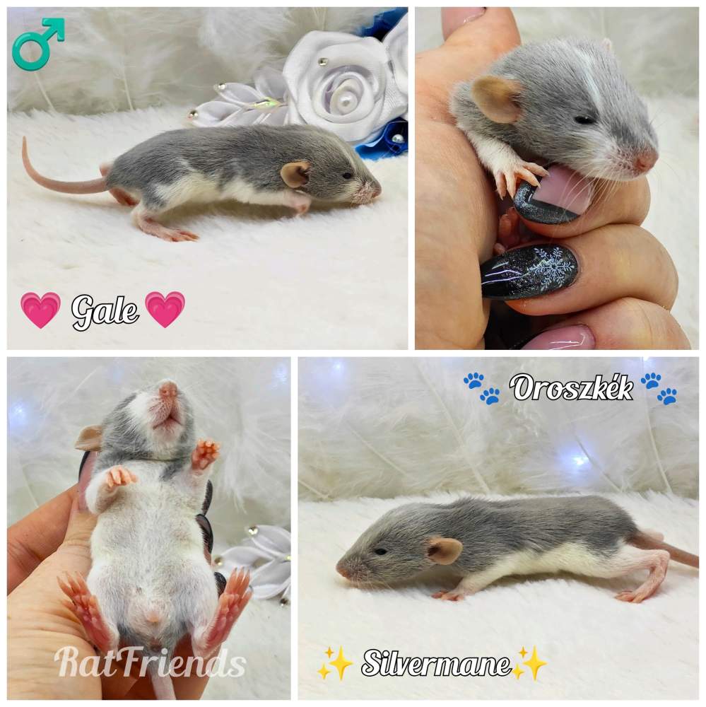 Fancy rat Owned by other Rattus norvegicus 