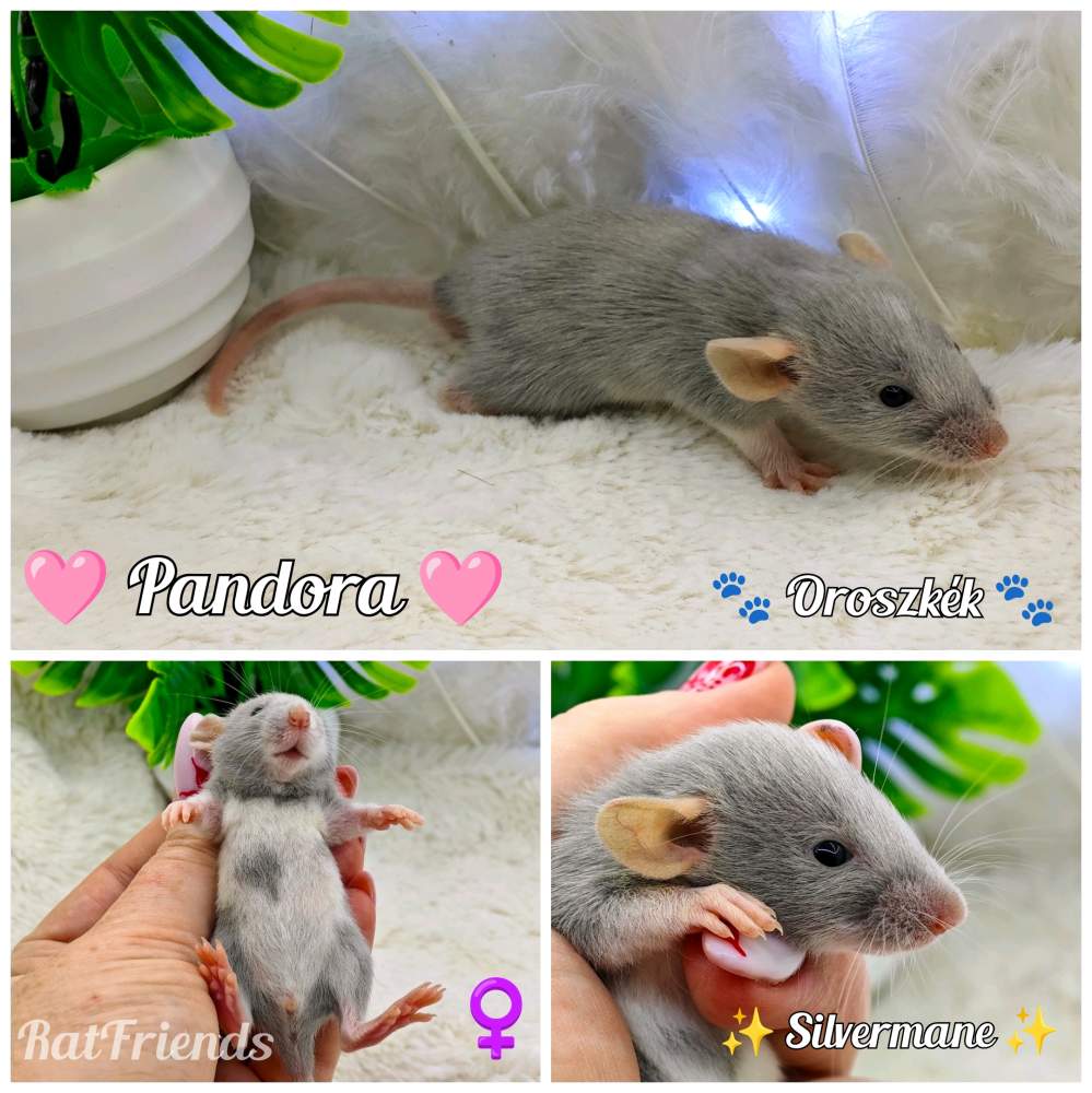Fancy rat Rehomed Rattus norvegicus 