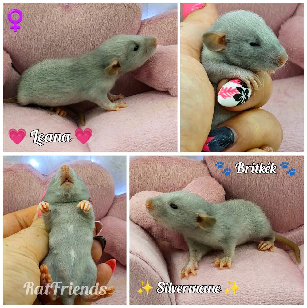 Fancy rat Available for rehoming Rattus norvegicus 