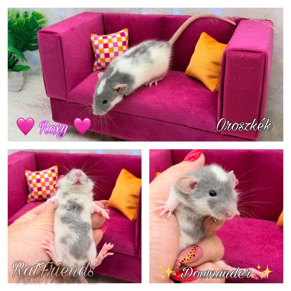 Fancy rat Available for rehoming Rattus norvegicus 