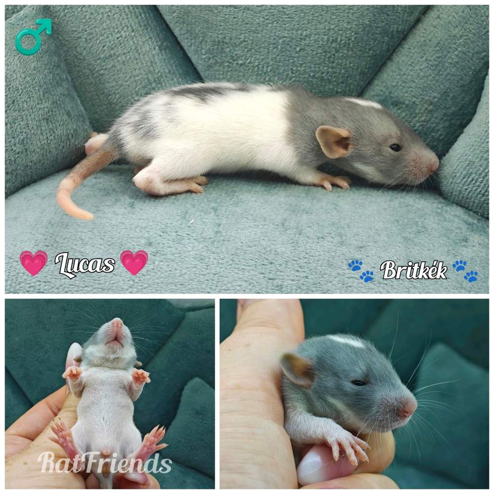 Fancy rat Available for rehoming Rattus norvegicus 