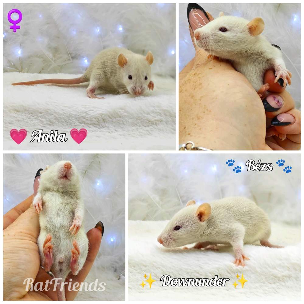 Fancy rat Owned by other Rattus norvegicus 