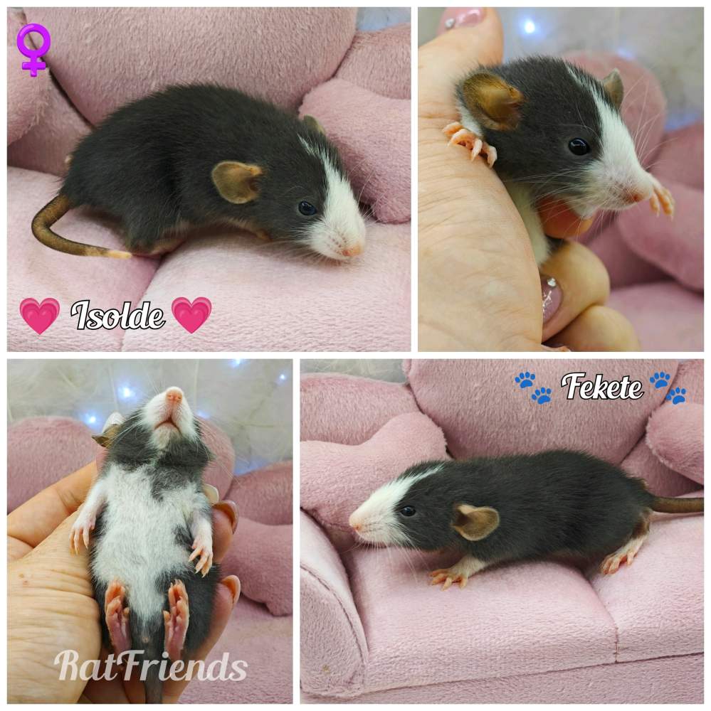 Fancy rat Breeder Rattus norvegicus 