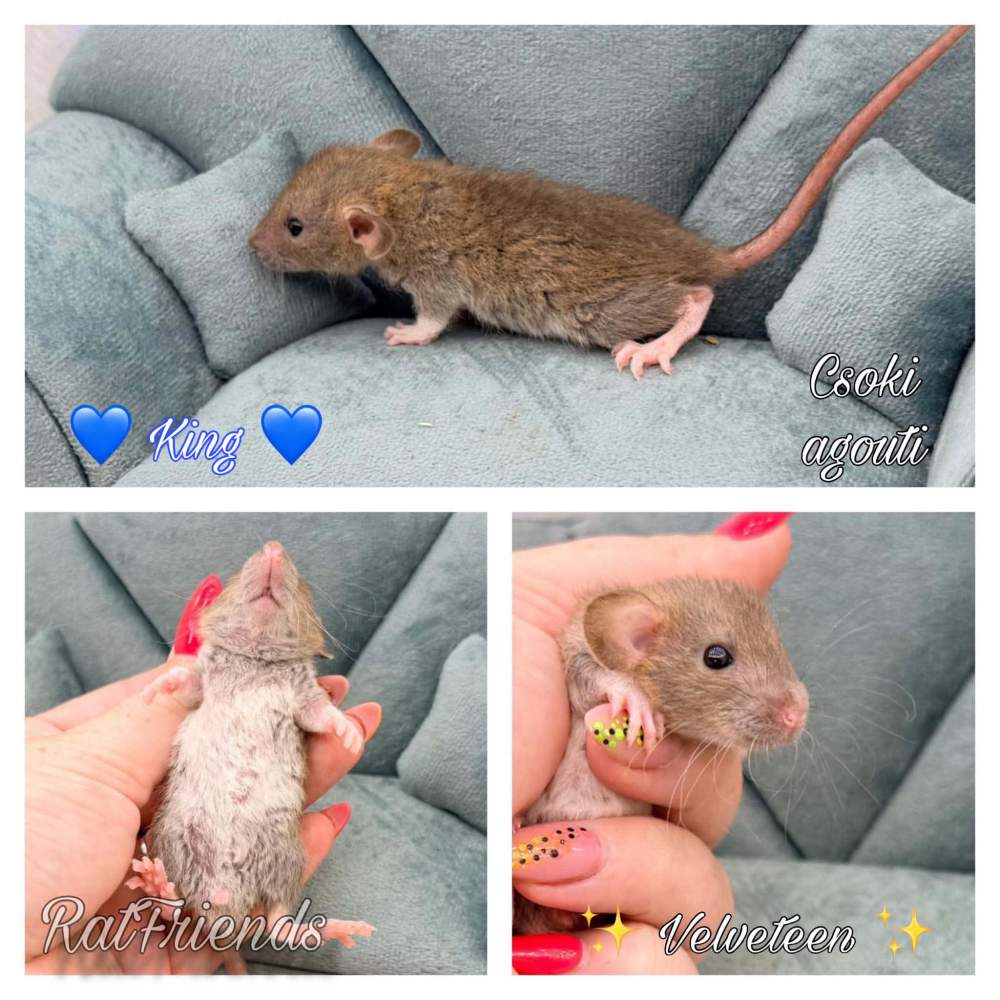 Fancy rat Available for rehoming Rattus norvegicus 