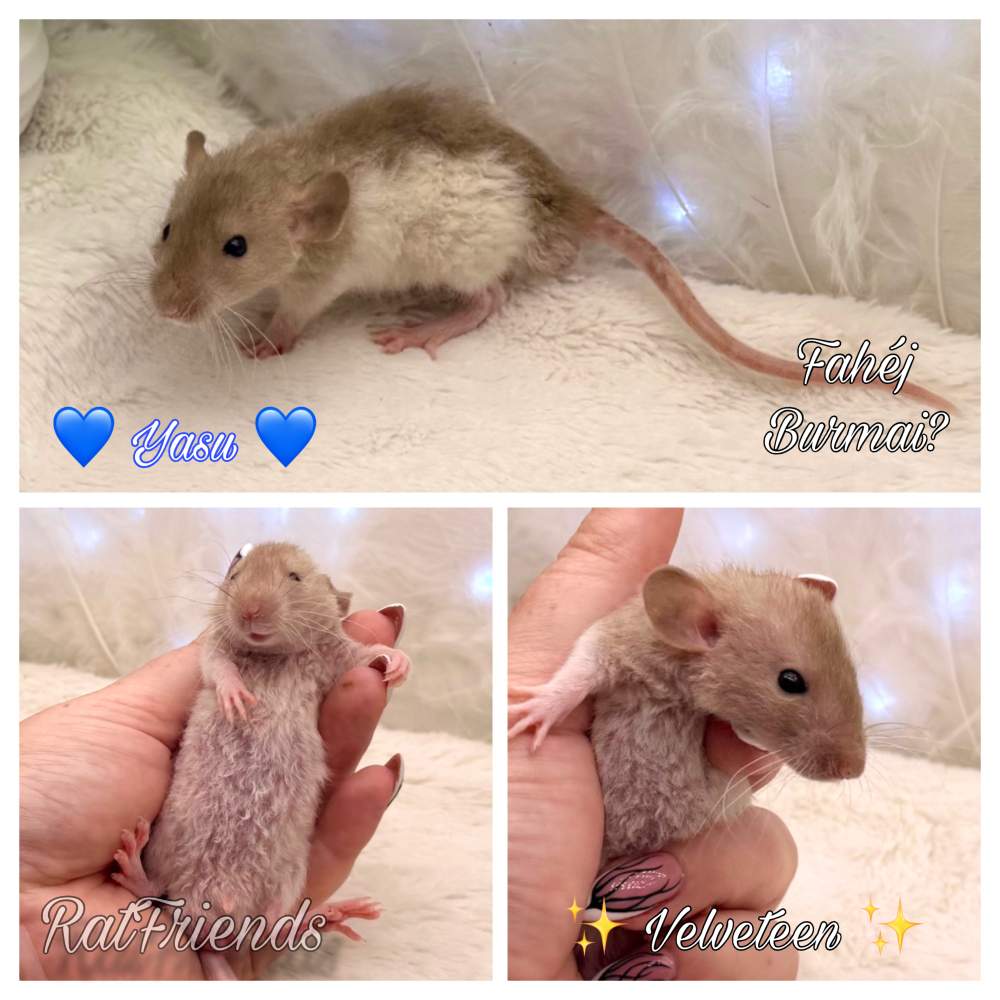Fancy rat Breeder Rattus norvegicus 