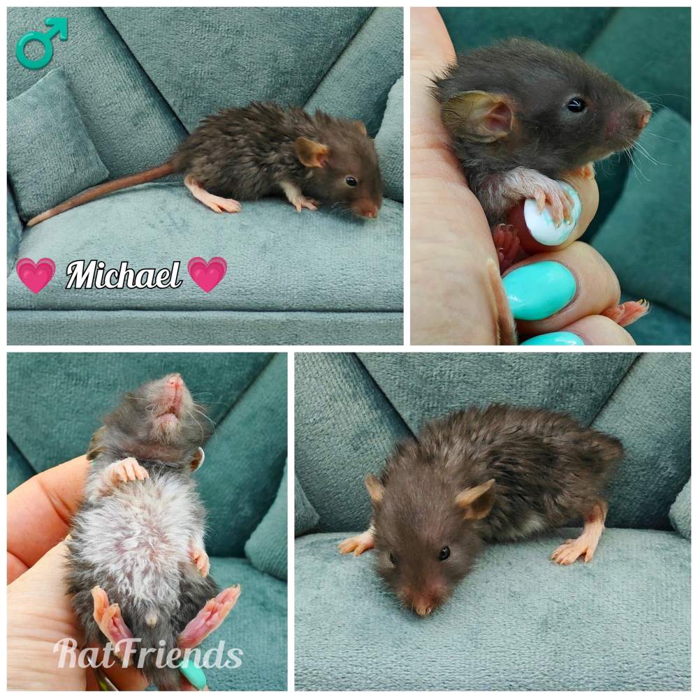 Fancy rat Owned by other Rattus norvegicus 