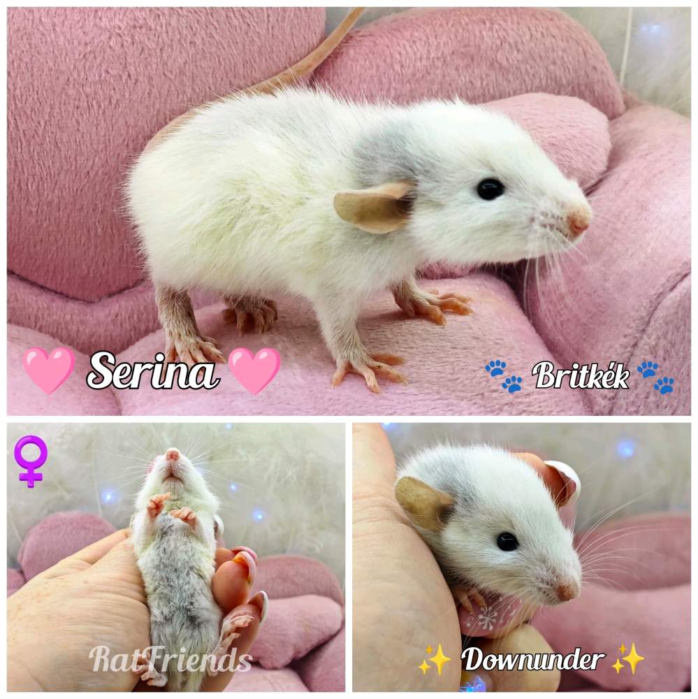 Fancy rat Rehomed Rattus norvegicus 