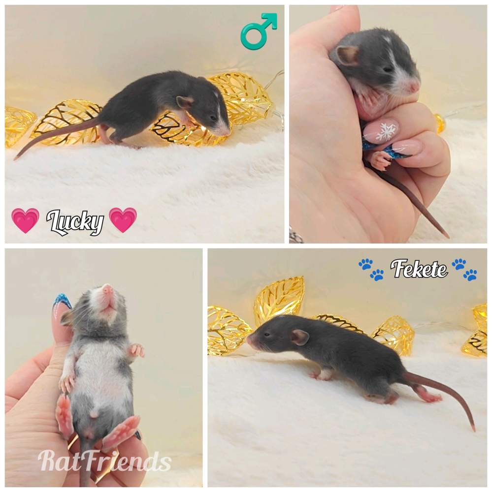 Fancy rat Owned by other Rattus norvegicus 