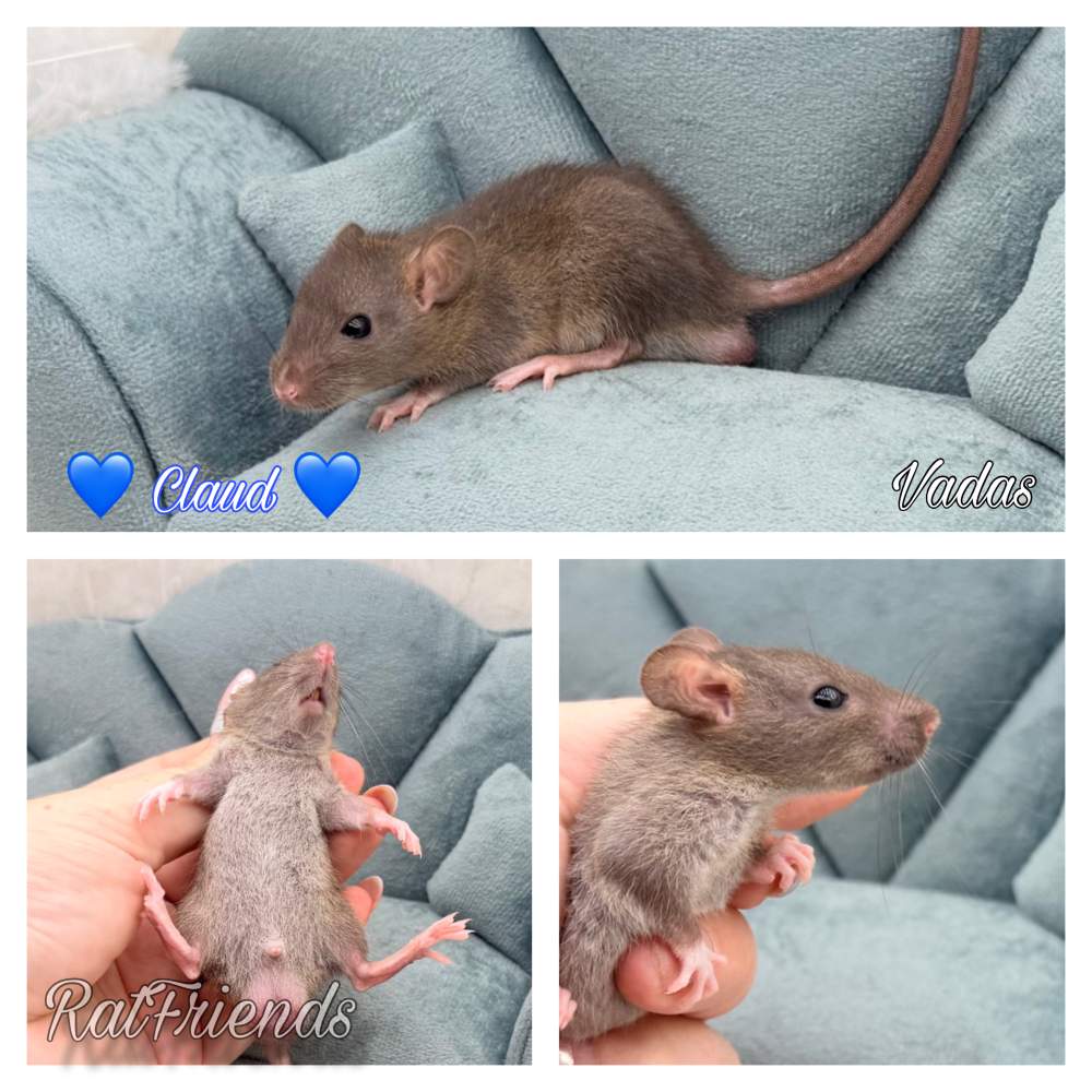 Fancy rat Breeder Rattus norvegicus 