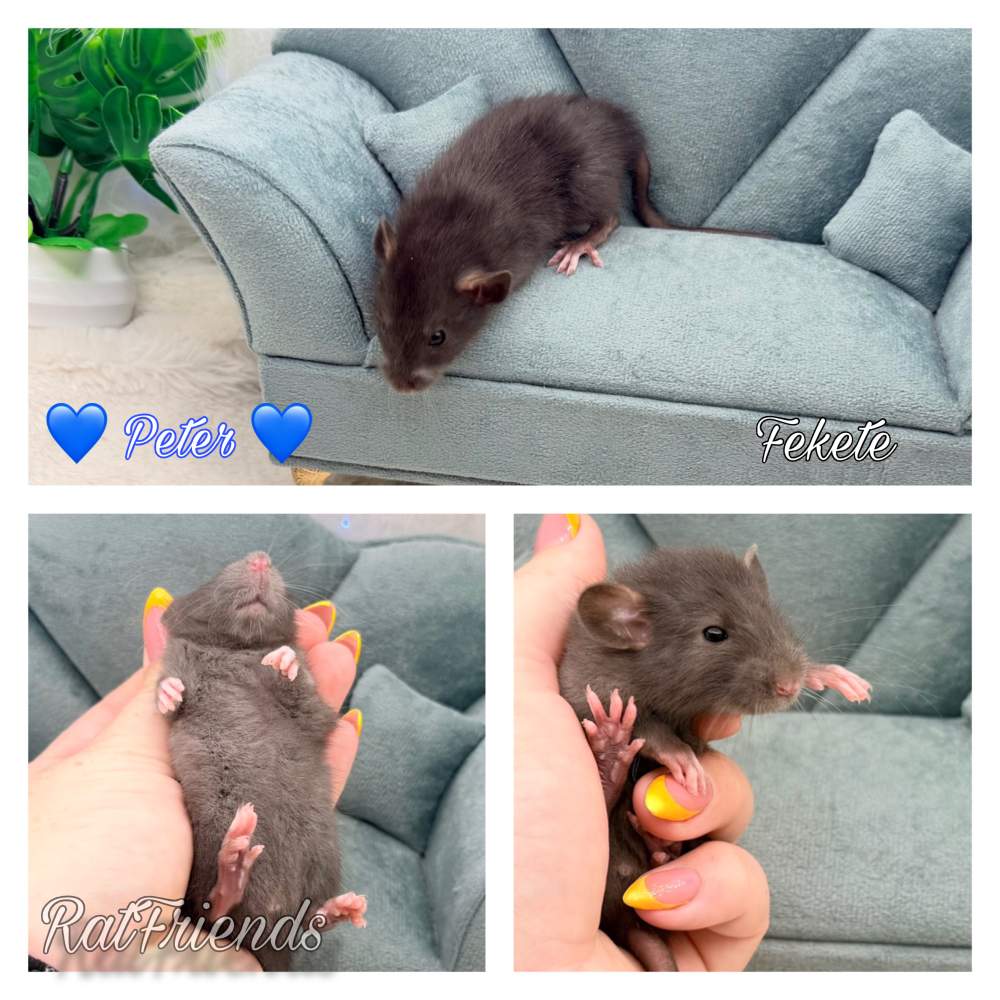 Fancy rat Available for rehoming Rattus norvegicus 